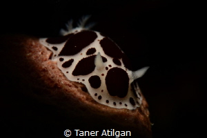 snooted nudi from Bodrum by Taner Atilgan 
